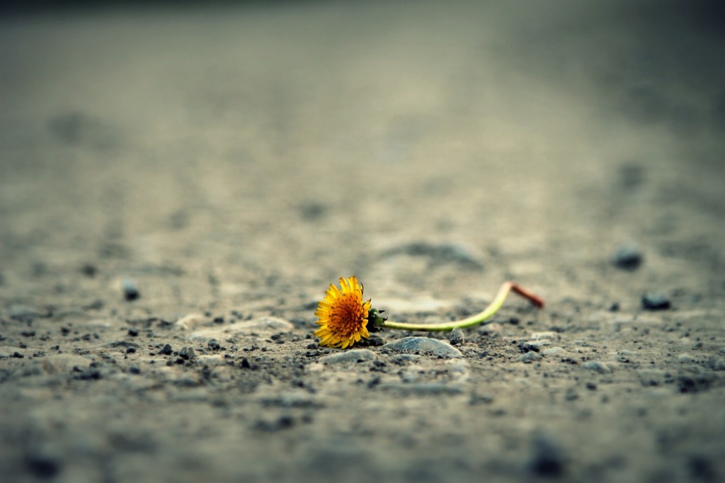 Fallen flower by RJ001rock